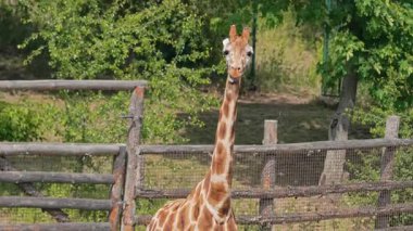 Cute giraffe enjoys chewing fresh tree branches in an open zoo area under sunlight. Calm animal moment highlighting wildlife charm and natural behavior.