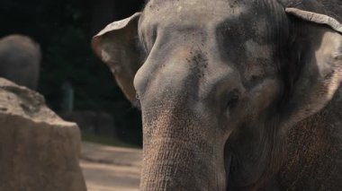 Close view of peaceful Asian elephant resting outdoors. Gentle wildlife moment showing strength, calmness, connection with nature. Prague zoo or conservation themes. High quality 4k footage