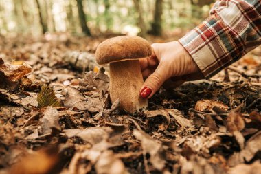Close-up of hand about to pick porcini mushroom in the forest. Natural light, wild harvest, symbol of autumn, organic lifestyle and connection to nature.