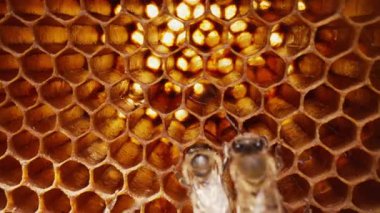 Bal peteğine üşüşen arılar, aşırı makro görüntüler. Tahta arı kovanında çalışan böcekler, çiçek poleninden nektar toplarlar, tatlı bal yaratırlar. Apandisit kavramı, kolektif çalışma. 4k görüntü