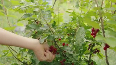 Güneşli bahçedeki yeşil yapraklar arasında olgunlaşmış kırmızı üzümleri dikkatlice hasat eden çocukların ellerini kapatın. Yüksek kalite 4k görüntü