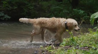 Mutlu Golden Retriever yazın temiz nehir suyunda yüzer. Köpek doğa aktivitelerini sever, su sıçratmayı ve serinlemeyi. Evcil hayvan yaşam tarzı, mevsimlik eğlence, vahşi hayatta hayvan sağlığı..