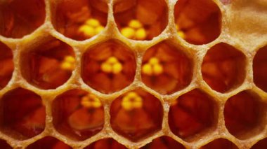 Bal peteği, arı kovanının içindeki makro görüntüler. Organik arı. Ballı ve polenli sarı balmumu hücreler. Taraklı bal. Yüksek kalite 4k görüntü
