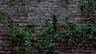 Eski Roma tuğla duvarı. Ağaçlar ve yeşillik onun eski yapısından filizleniyor. Yıpranmış duvarcılık ve doğal büyüme Roma 'nın tarihi kentsel manzarasının cazibesini vurguluyor..