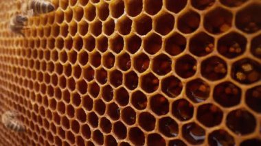 Arılar canlı arı kovanının içindeki balmumu hücrelerinin yanında. Böcekler kuluçkaya yatıyorlar, nektar depoluyorlar, bal peteği yapıları inşa ediyorlar. Koloni yaşamı, iş başında tozlaşma, eğitim, tarım, çevre temalı içerik.