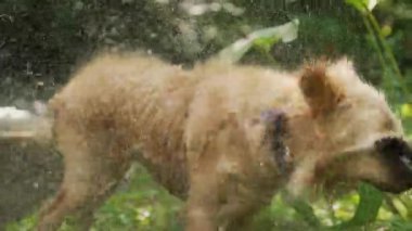 Islak Golden Retriever, nehri ferahlattıktan sonra suyu silkeliyor. Damlacıklar köpeğin etrafına püskürtüyor tüylerini kurutuyor, canlı ve neşeli bir an yaratıyor, doğal açık hava manzarası. Yüksek kalite 4k görüntü