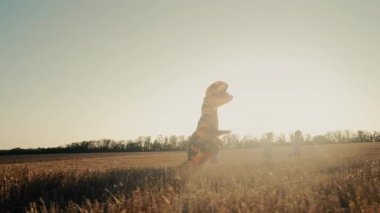 Dev T-Rex Tyrannosaurus dinozorları gibi giyinmiş biri parlak bir yaz gününde onları şakacı bir şekilde kovalarken çocukların kuru çayırlarda koştuğu komik bir sahne. Yüksek kalite 4k görüntü