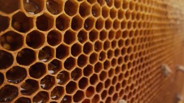 Arılar canlı arı kovanının içindeki balmumu hücrelerinin yanında. Böcekler kuluçkaya yatıyorlar, nektar depoluyorlar, bal peteği yapıları inşa ediyorlar. Koloni yaşamı, iş başında tozlaşma, eğitim, tarım, çevre temalı içerik.