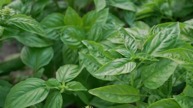 Ev bahçesinde yetişen yeşil fesleğen bitkisi. Genovese bitkisinden taze yapraklar. Kaliteli ilaçlar, yemek pişirme baharatları. Kutsal Tulsi olarak da bilinir. Yüksek kalite 4k