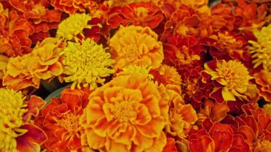 Meksika sonbahar kompozisyonu. Etiketli desenler, çiçek açan kadife çiçekleri, çiçek arkaplan. Düğün dekorları, Diwali Festivali, Hint tatilleri. Yüksek kalite 4k görüntü