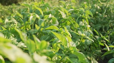 Ev bahçesinde yetişen yeşil fesleğen bitkisi. Genovese bitkisinden taze yapraklar. Kaliteli ilaçlar, yemek pişirme baharatları. Kutsal Tulsi olarak da bilinir. Yüksek kalite 4k