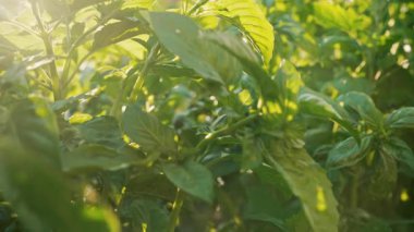 Ev bahçesinde yetişen yeşil fesleğen bitkisi. Genovese bitkisinden taze yapraklar. Kaliteli ilaçlar, yemek pişirme baharatları. Kutsal Tulsi olarak da bilinir. Yüksek kalite 4k