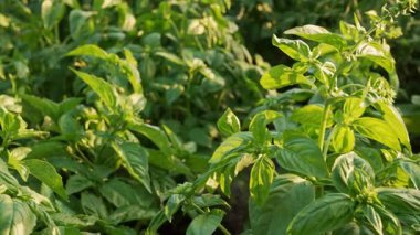 Ev bahçesinde yetişen yeşil fesleğen bitkisi. Genovese bitkisinden taze yapraklar. Kaliteli ilaçlar, yemek pişirme baharatları. Kutsal Tulsi olarak da bilinir. Yüksek kalite 4k