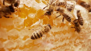 Arılar canlı arı kovanının içindeki balmumu hücrelerinin yanında. Böcekler kuluçkaya yatıyorlar, nektar depoluyorlar, bal peteği yapıları inşa ediyorlar. Koloni yaşamı, iş başında tozlaşma, eğitim, tarım, çevre temalı içerik.