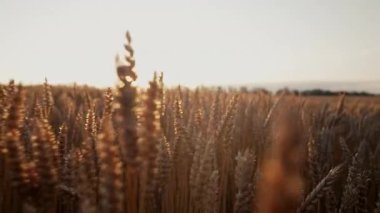 Organik buğday bitkilerinin kuru altın kulakları gün batımında doli görüntüler. Tarım. Çiftçilik, tarım arazileri, yazın kırsal alanlar. Yüksek kalite 4k görüntü