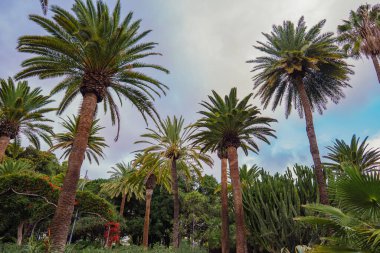 Yeşil şehir parkında yetişen palmiye ağaçları ve kaktüsler, Kanarya Adaları 'nın doğal bitkileri. Egzotik bitki örtüsü, volkanik ada bitkileri, subtropikal manzara. Doğal botanik atmosfer yolculuğu ve doğa.