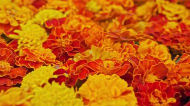 Çiçek açan kadife çiçekleri, çiçek arkaplanı. Düğün dekorları, Diwali, Meksika Ölüler Günü. Yüksek kalite 4k görüntü