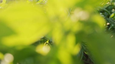 Büyük fesleğen bitkileri, Tulsi, ekili bahçede sıcak güneş ışığı altında gelişiyor. Kokulu yeşil otlar, baharatlar, mutfak çeşnileri, bitki temelli diyet, süper yiyecekler, sağlıklı, besleyici yaşam tarzı..