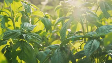 Bahçede ya da çiftlikte yemyeşil yapraklarla yetişen günışığı dev fesleğen çalıları. Baharat ve baharat olarak kullanılan taze aromatik bitki, sağlıklı beslenme, organik tarım ve doğal yemek pişirme ile ilişkilidir..