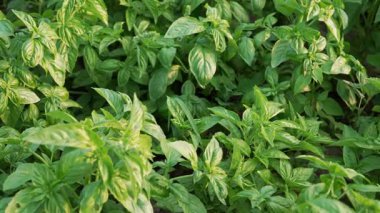 Ev bahçesinde yetişen yeşil fesleğen bitkisi. Genovese bitkisinden taze yapraklar. Kaliteli ilaçlar, yemek pişirme baharatları. Kutsal Tulsi olarak da bilinir. Yüksek kalite 4k görüntü