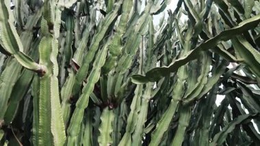 Ejderha meyveli kaktüs, dışarıda yetişen Hylocereus undatus. Egzotik tropikal bitki dokusu. tarım, organik tarım, botanik içerik, sürdürülebilirlik, doğa ve eko yaşam tarzı kavramları.