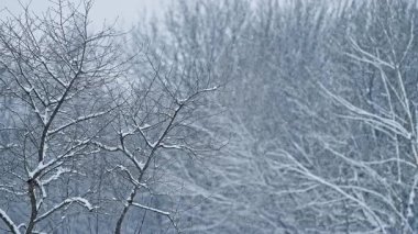 Durgun kış sahnesinde kar yavaşça ağaçların arasına düşüyor. Yavaş kar yağışı ve durgun dallar, mevsimsel arka planlar, doğa görselleri ve soğuk hava kavramları için ideal barışçıl atmosfer yaratır..