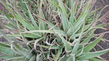 Kanarya Adaları 'ndaki botanik bahçesinde yetişen Aloe Vera bitkisi. Egzotik tropikal ortamı, tıbbi bitki özelliklerini ve doğal sağlık kavramını vurgulayın..