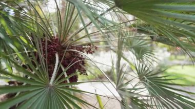 Vantilatör şeklinde yaprakları olan palmiye ağaçları ve olgun meyveler doğal ışık altında yavaşça hareket ediyor. Tropik bitki örtüsü, egzotik bitki örtüsü, botanik büyüme ve ılık iklim bahçesi atmosferi..
