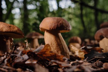 Sonbahar hasadı ve doğal gıdanın sembolü olan yapraklar ve yosunlar arasında orman toprağından çıkan yenilebilir porcini mantarı. Mantar kapağı. Yüksek kalite fotoğraf