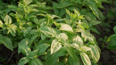 Ev bahçesinde yetişen yeşil fesleğen bitkisi. Genovese bitkisinden taze yapraklar. Kaliteli ilaçlar, yemek pişirme baharatları. Kutsal Tulsi olarak da bilinir. Yüksek kalite 4k görüntü