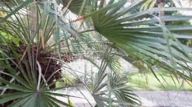 Fan yapraklı palmiye ağacı ve tropik bahçede olgun meyveler. Ilık iklim bahçesi atmosferi.