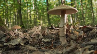 Kuru yapraklar ve organik atıklarla kaplı orman zemininden çıkan yabani mantarlar. Doğal orman ekosistemi, ağaçların arasından süzülen yumuşak güneş ışığı, sakin doğa atmosferi, biyolojik çeşitlilik kavramı..