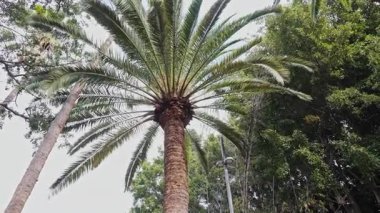 Hurma ağacının gövdesine bakınız. Sapları budanmış ve doğal desenler göstermiş. Tropikal bitki yüzeyi açık havada organik yapıyı, büyüme izlerini ve egzotik doğa detaylarını vurguluyor.