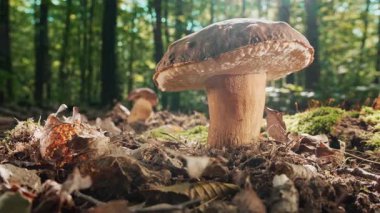Vahşi Porcini Mantarı - Boletus Ağaçların Altında Büyüyor. Mantarlar. Büyük mantar kapağı. Yüksek kalite 4k görüntü