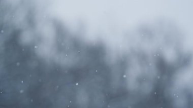 Gerçek kar yağışı, Ormandaki Kar Ağaçların Arkasında. Soyut Kar Taneleri Toz Taneleri. Noel ya da yeni yıl projeleri için mükemmel. Yüksek kalite 4k görüntü