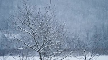 Ormana gerçek bir kar yağışı. Kış, soğuk hava, kar yağışı. Romantik Sihir ve dallar, mevsimsel arka planlar, doğa görselleri ve soğuk hava kavramları için ideal barışçıl bir ortam yaratır..