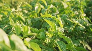 Büyük fesleğen bitkileri, Tulsi, ekili bahçede sıcak güneş ışığı altında gelişiyor. Kokulu yeşil otlar, baharatlar, mutfak çeşnileri, bitki temelli diyet, süper yiyecekler, sağlıklı, besleyici yaşam tarzı.