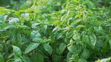 Büyük fesleğen bitkileri, Tulsi, ekili bahçede sıcak güneş ışığı altında gelişiyor. Kokulu yeşil otlar, baharatlar, mutfak çeşnileri, bitki temelli diyet, süper yiyecekler, sağlıklı, besleyici yaşam tarzı.