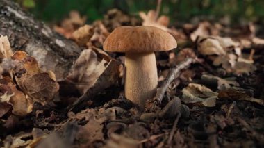 Sonbahar hasadı ve doğal gıdanın sembolü olan yapraklar ve yosunlar arasında orman toprağından çıkan yenilebilir porcini mantarı. Yüksek kalite 4k görüntü