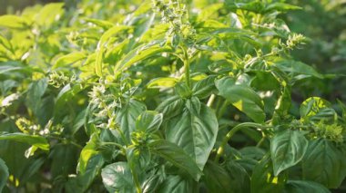 Büyük fesleğen bitkileri, Tulsi, ekili bahçede sıcak güneş ışığı altında gelişiyor. Kokulu yeşil otlar, baharatlar, mutfak çeşnileri, bitki temelli diyet, süper yiyecekler, sağlıklı, besleyici yaşam tarzı.