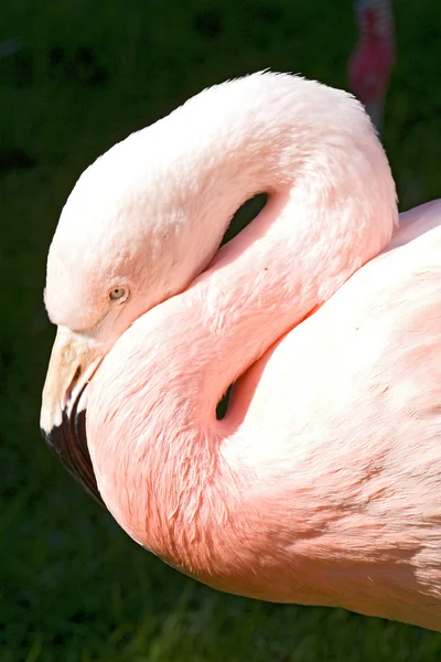 Rosiga flamingo — Stockfoto