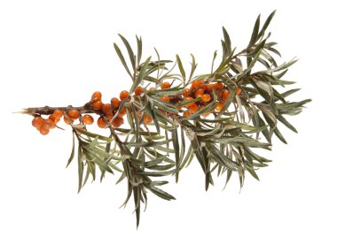 Seabuckthorn
