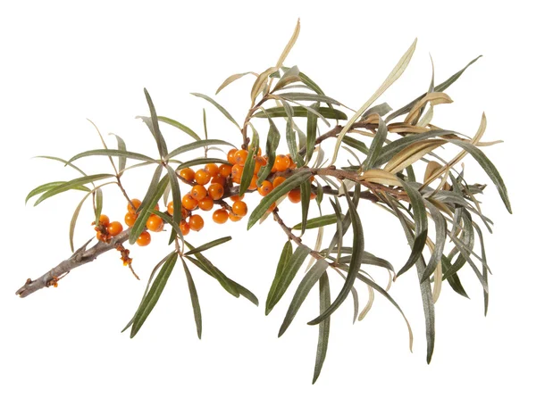 Seabuckthorn — Stockfoto