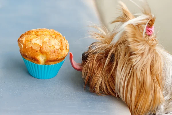 Yorkshire stretches tongue to the delicious muffins — Stock Photo, Image