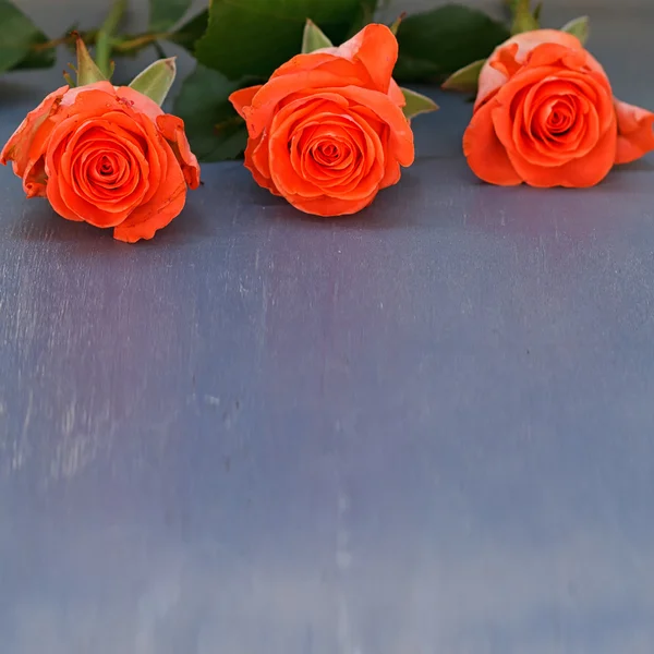 Three roses on old wooden background — Stock Photo, Image