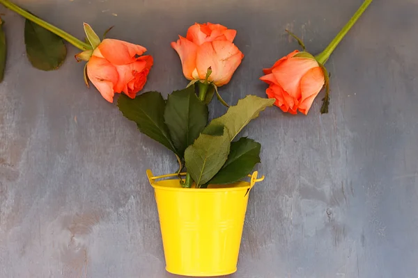 Three red roses in little yellow pail on blue wooden background — Stock Photo, Image