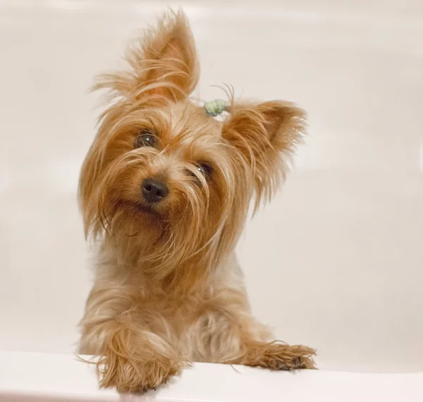 Ładny yorkshire terrier na białym — Zdjęcie stockowe