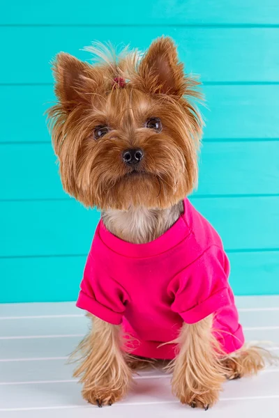 Yorkshire terrier en una camisa rosa en el fondo — Foto de Stock