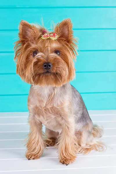 Dorosły Yorkshire terrier na płot niebieski — Zdjęcie stockowe