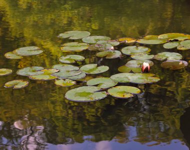 Nilüfer çiçekli yaz gölü